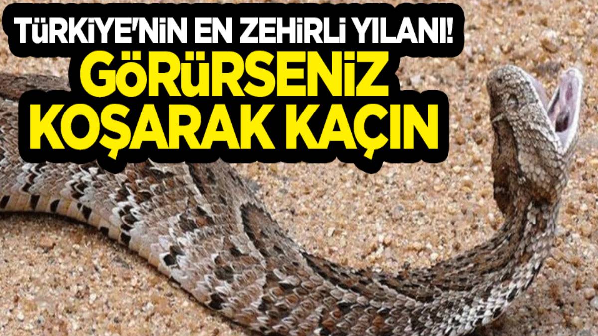 Türkiye nin en zehirli yılanı Bahçede dev yılanı görenler evlerinden