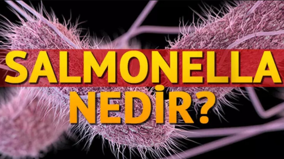 Salmonella Nedir Salmonella Bakterisi Hakkında Her Şey