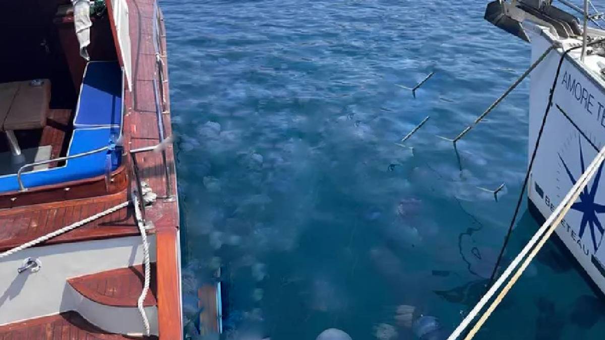 İstila bu kez denizde Ölü olsalar dahi dokunmayın uyarısı Yüz