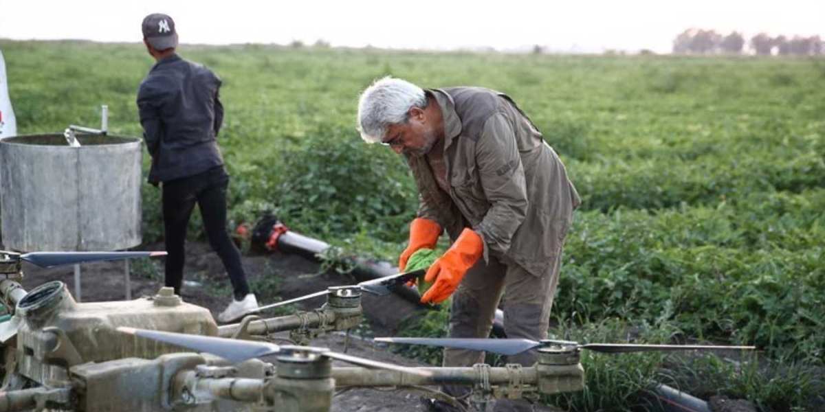 Adanada hasadı başladı sıcak her şeyi alt üst etti Tarlada kilosu 6