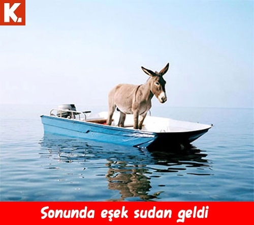 Komik eşekler 8