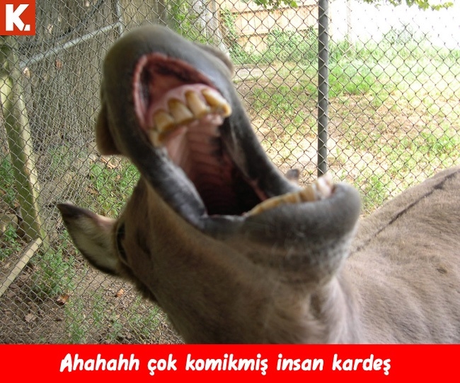 Komik eşekler 10