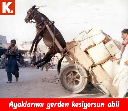 Komik eşekler 12