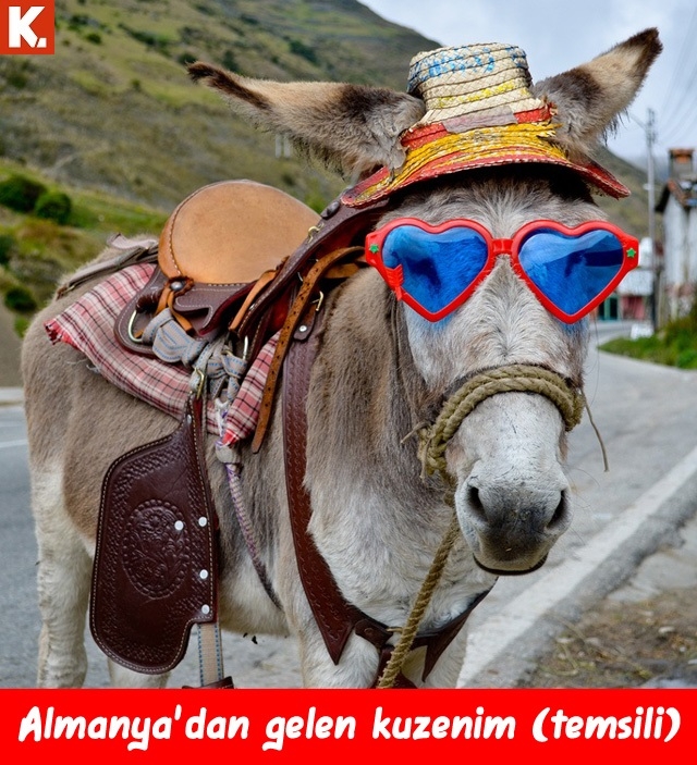 Komik eşekler 2