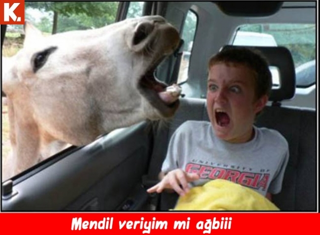 Komik eşekler 18
