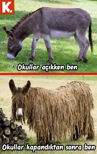 Komik eşekler 20
