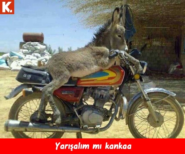 Komik eşekler 26