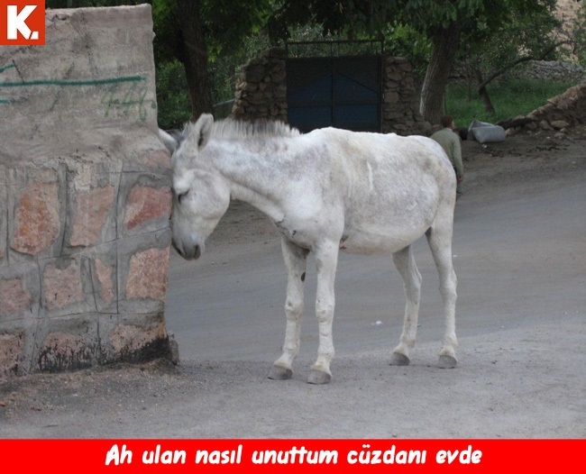 Komik eşekler 27
