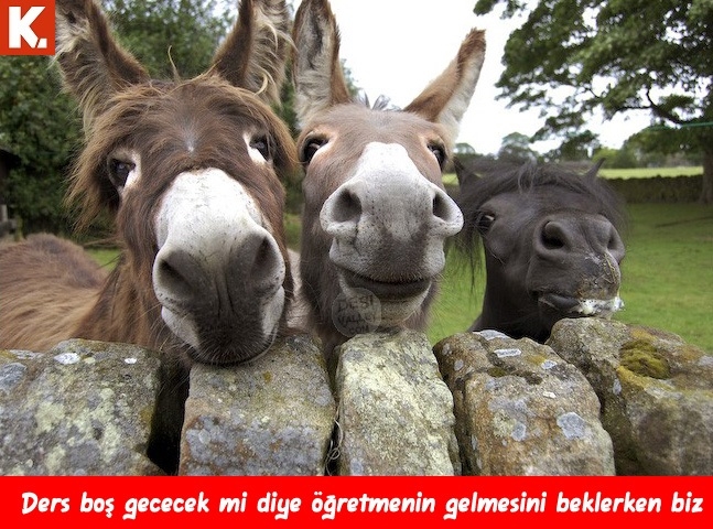Komik eşekler 28
