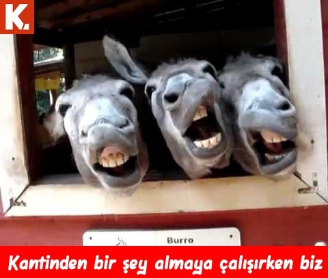 Komik eşekler 4