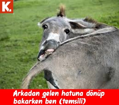 Komik eşekler 5