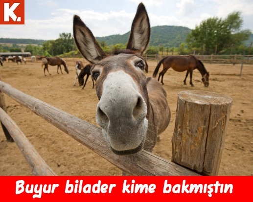 Komik eşekler 6