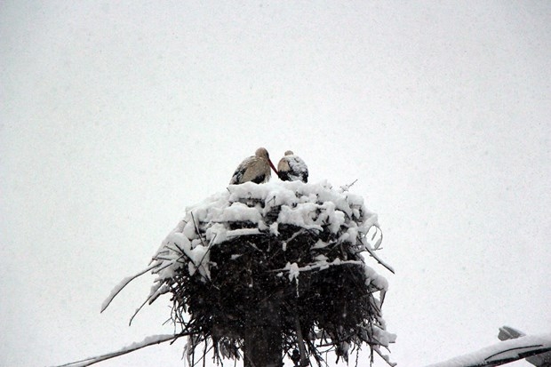 Nisan kapıdan baktırır... 28