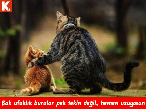 Gülmekten karın kası yaptıracak capsler 7