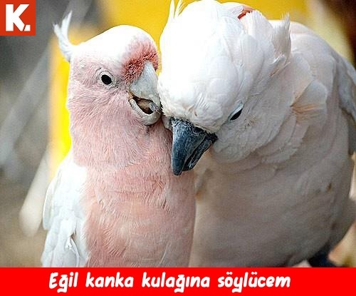 Gülmekten karın kası yaptıracak capsler 9