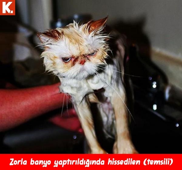 Gülmekten karın kası yaptıracak capsler 11