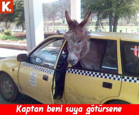 Gülmekten karın kası yaptıracak capsler 12