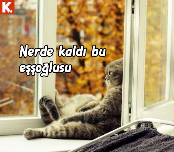 Gülmekten karın kası yaptıracak capsler 14