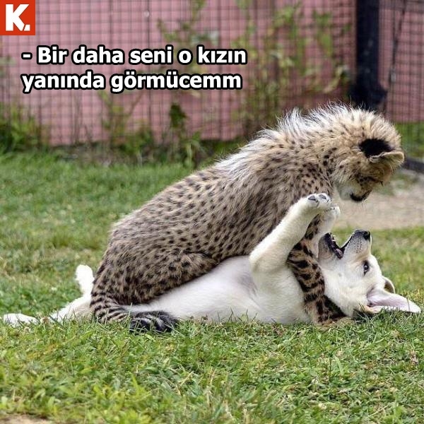 Gülmekten karın kası yaptıracak capsler 29