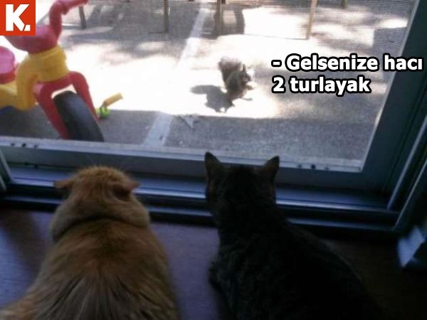 Gülmekten karın kası yaptıracak capsler 30