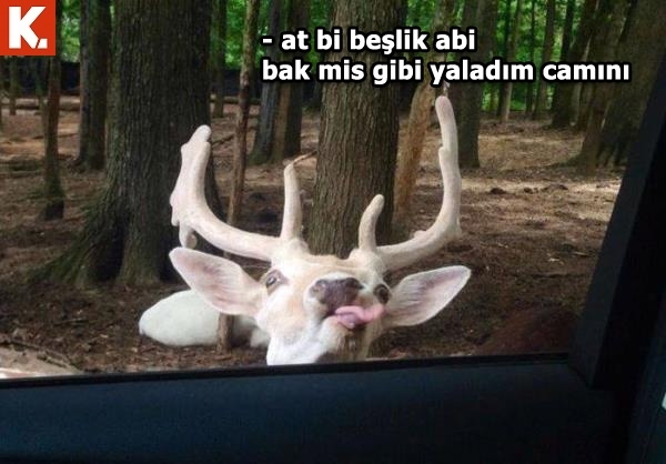 İş arası gülümsetecek capsler 12