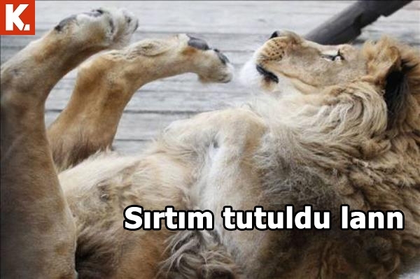 İş arası gülümsetecek capsler 26