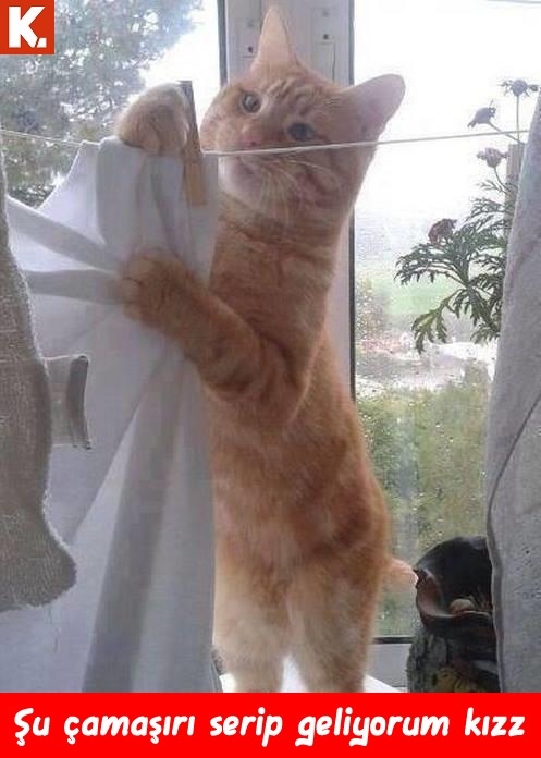 Kadraja giren komik anlar 13