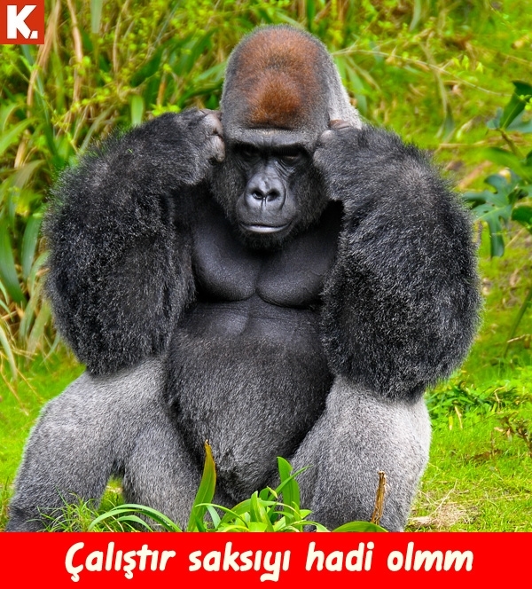 Kadraja giren komik anlar 15