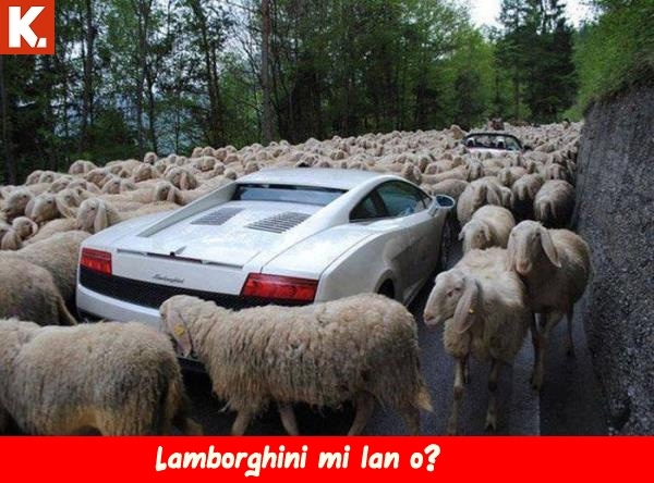 Kadraja giren komik anlar 16