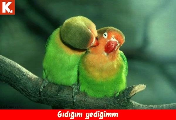 Kadraja giren komik anlar 19