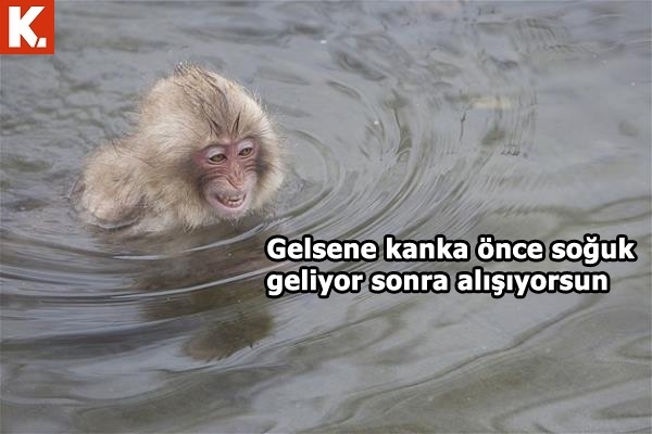 Pazartesi sendromuna iyi gelecek capsler 5