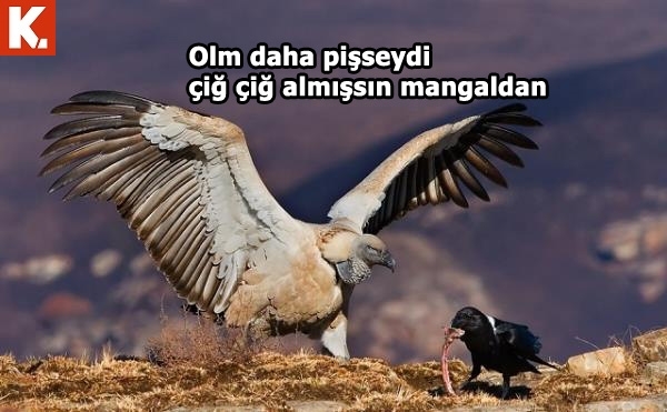 Pazartesi sendromuna iyi gelecek capsler 15