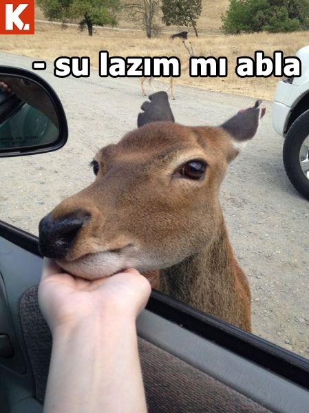 Pazartesi sendromuna iyi gelecek capsler 29