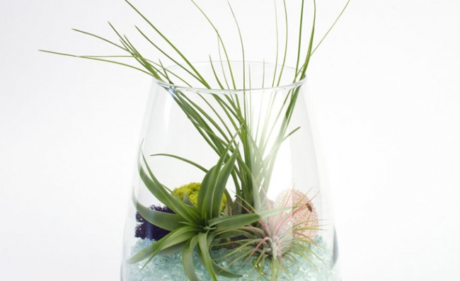 Evdeki küçük sihirli bahçeler: Terrariumlar 10