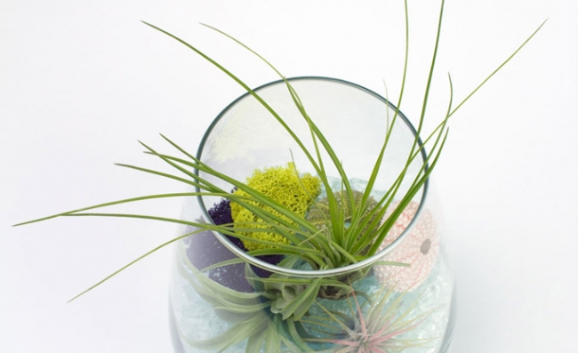 Evdeki küçük sihirli bahçeler: Terrariumlar 11