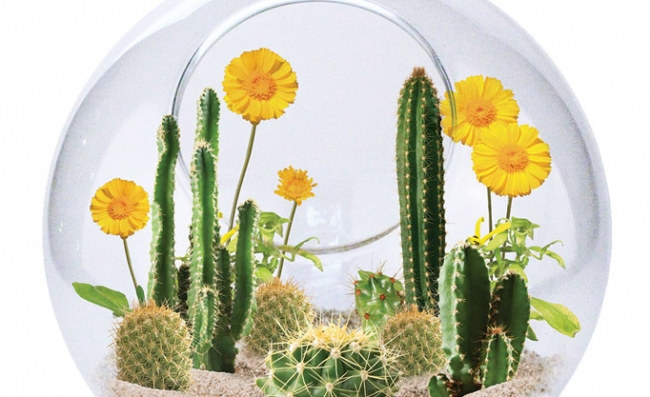 Evdeki küçük sihirli bahçeler: Terrariumlar 13