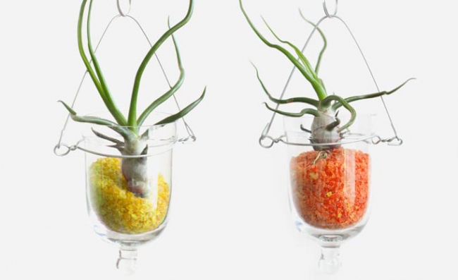 Evdeki küçük sihirli bahçeler: Terrariumlar 18