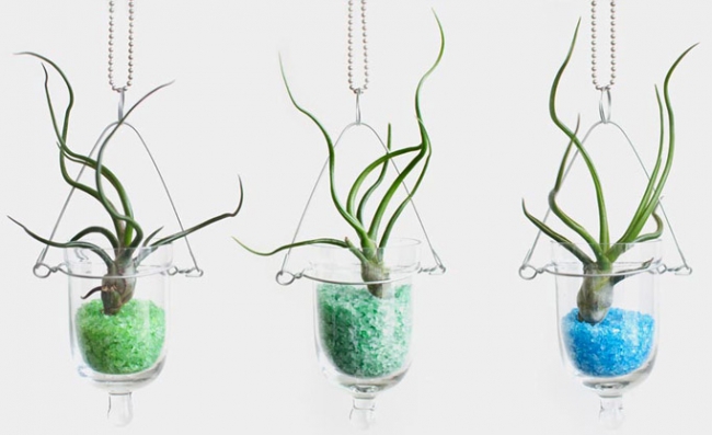 Evdeki küçük sihirli bahçeler: Terrariumlar 19