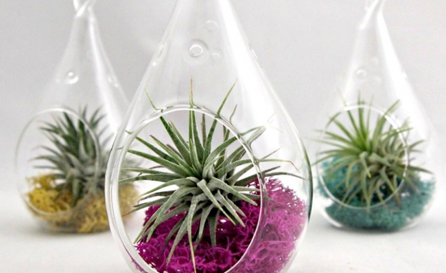 Evdeki küçük sihirli bahçeler: Terrariumlar 3