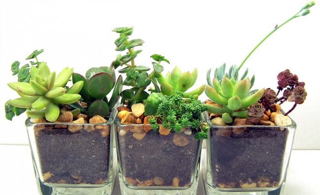 Evdeki küçük sihirli bahçeler: Terrariumlar 4