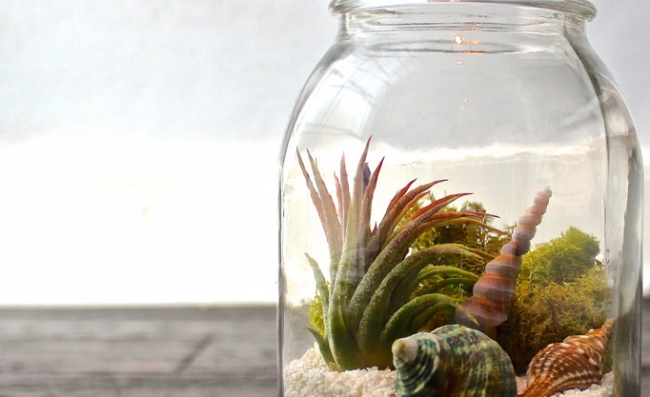 Evdeki küçük sihirli bahçeler: Terrariumlar 6