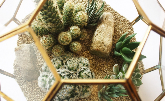 Evdeki küçük sihirli bahçeler: Terrariumlar 8