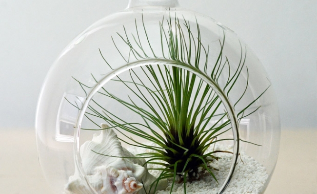 Evdeki küçük sihirli bahçeler: Terrariumlar 9