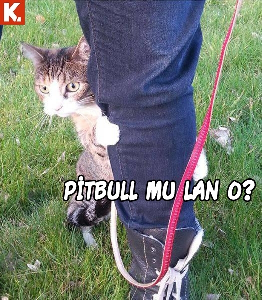 Hayvanlar dile geldi 7