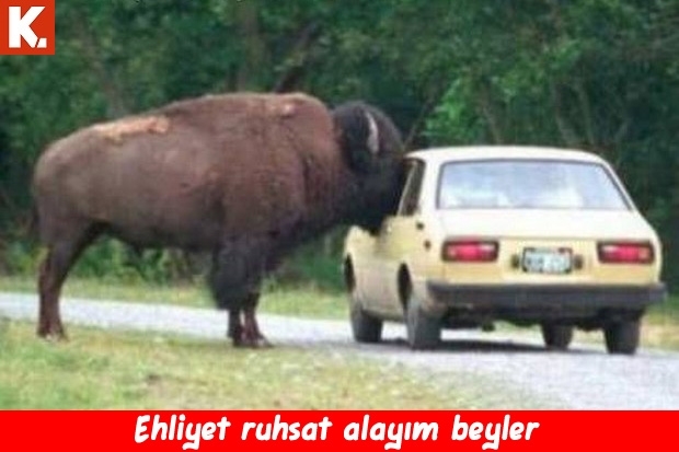 Hayvanlar dile geldi 8