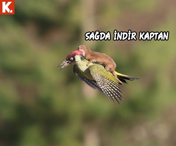 Hayvanlar dile geldi 10