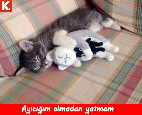 Hayvanlar dile geldi 11