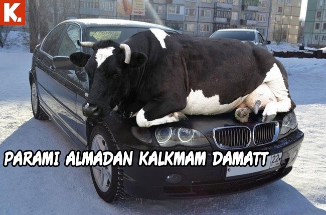 Hayvanlar dile geldi 12