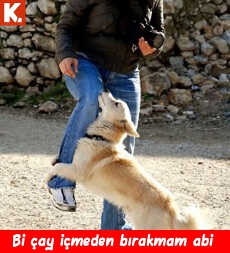 Hayvanlar dile geldi 13