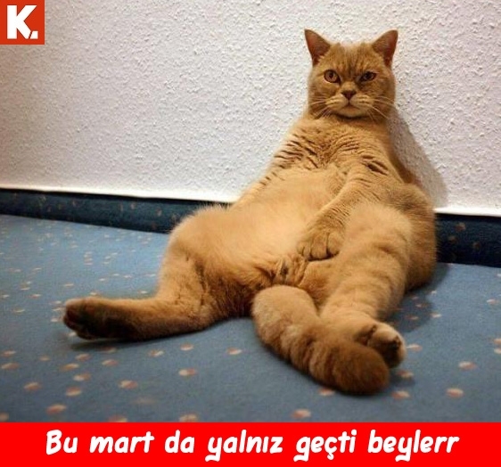 Hayvanlar dile geldi 14